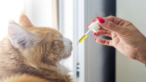 The Top CBD Oil Treats for Cats